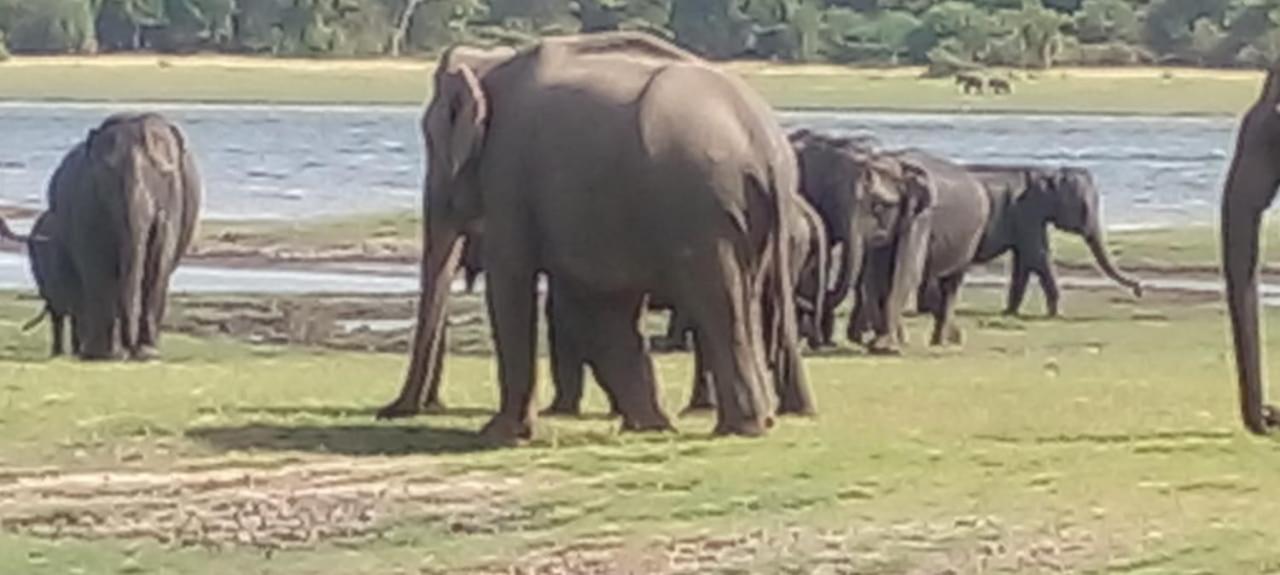 Kithmi Resort Polonnaruwa Eksteriør billede